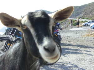 This is one goat who knows how to mug for a camera