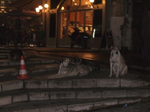 The Istanbul street dogs are very handsome, but their predicament makes me sad.